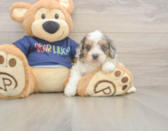 8 week old Cavapoo Puppy For Sale - Simply Southern Pups