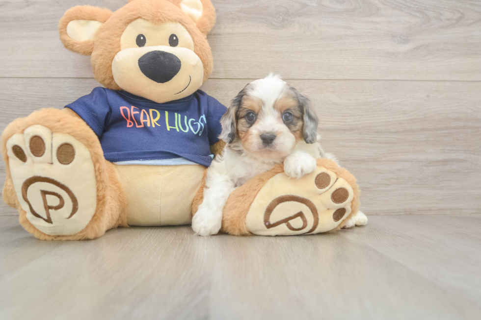 Cavapoo Pup Being Cute