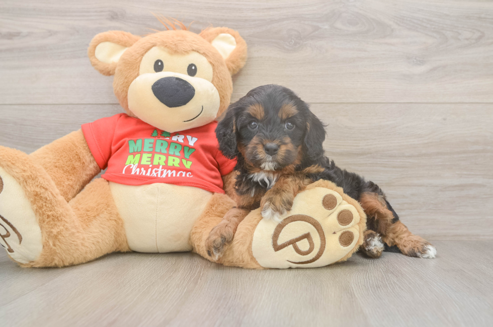 5 week old Cavapoo Puppy For Sale - Simply Southern Pups