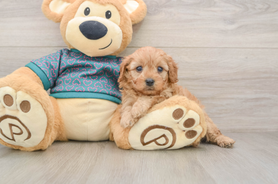 Cavapoo Puppy for Adoption