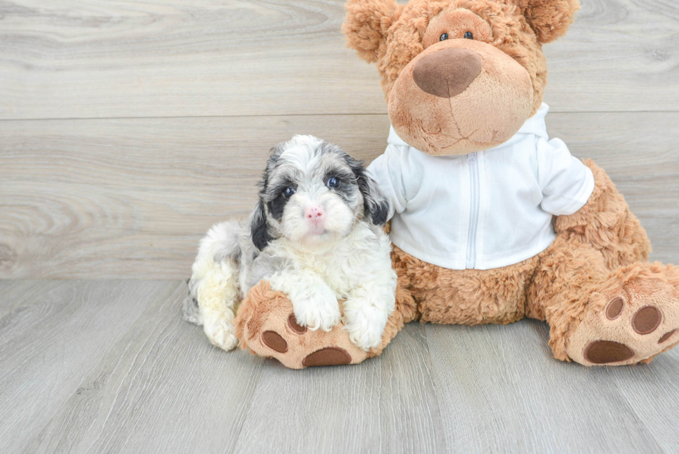 Funny Cavapoo Poodle Mix Pup