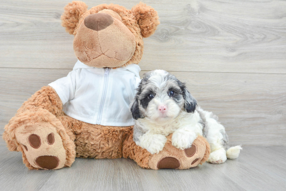 Cavapoo Pup Being Cute