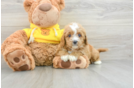 Popular Cavapoo Poodle Mix Pup