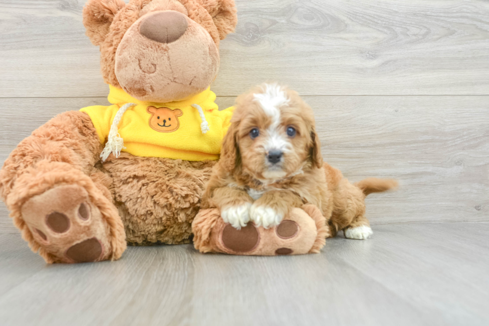 Popular Cavapoo Poodle Mix Pup