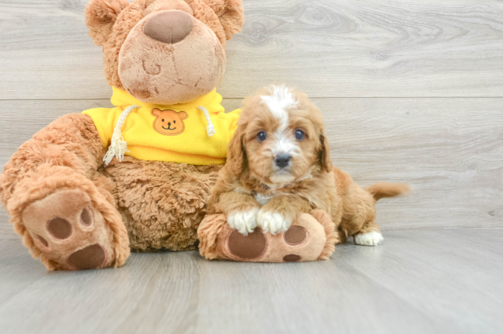 7 week old Cavapoo Puppy For Sale - Simply Southern Pups