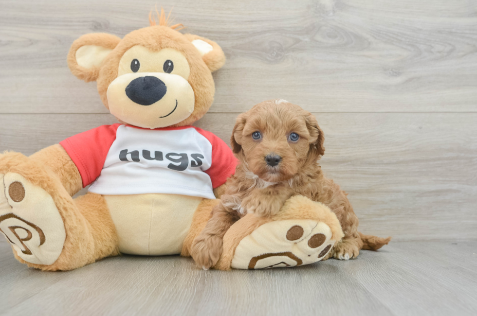 7 week old Cavapoo Puppy For Sale - Simply Southern Pups