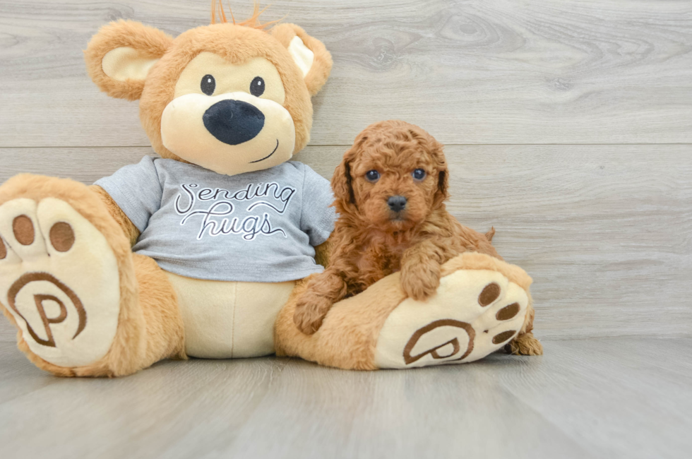 6 week old Cavapoo Puppy For Sale - Simply Southern Pups