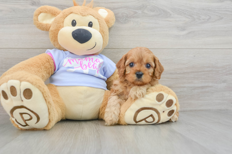 6 week old Cavapoo Puppy For Sale - Simply Southern Pups