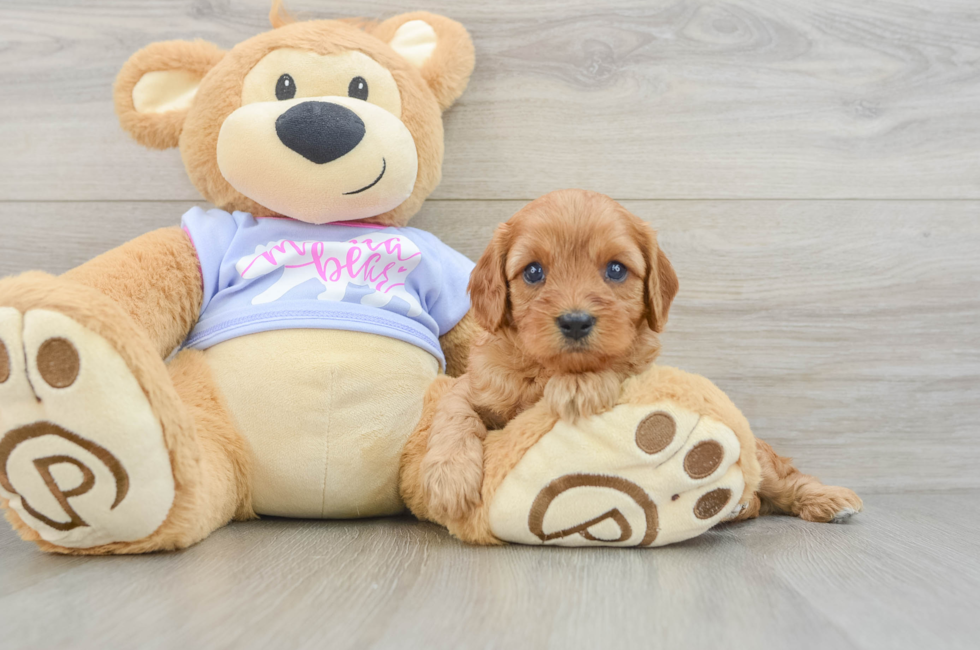 7 week old Cavapoo Puppy For Sale - Simply Southern Pups