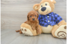 Best Cavapoo Baby