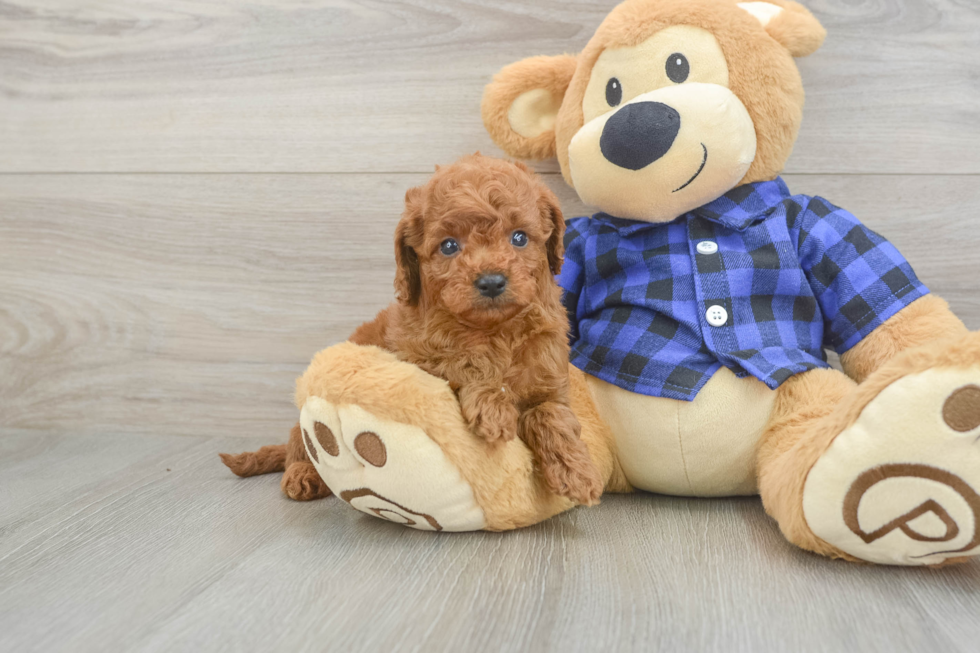 Best Cavapoo Baby