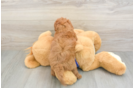 Little Cavipoo Poodle Mix Puppy