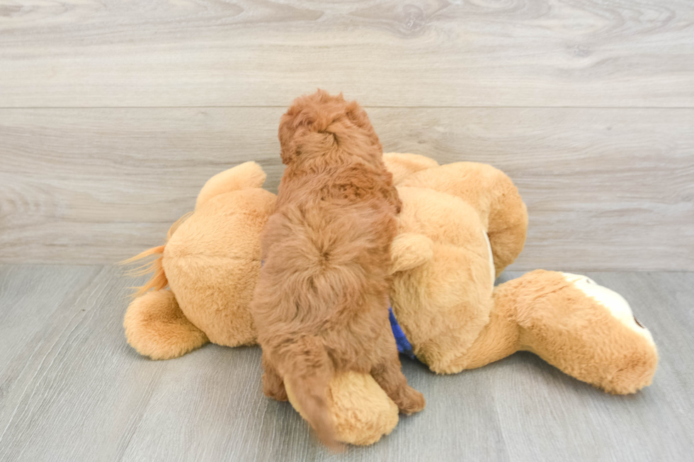 Little Cavipoo Poodle Mix Puppy