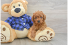 Happy Cavapoo Baby