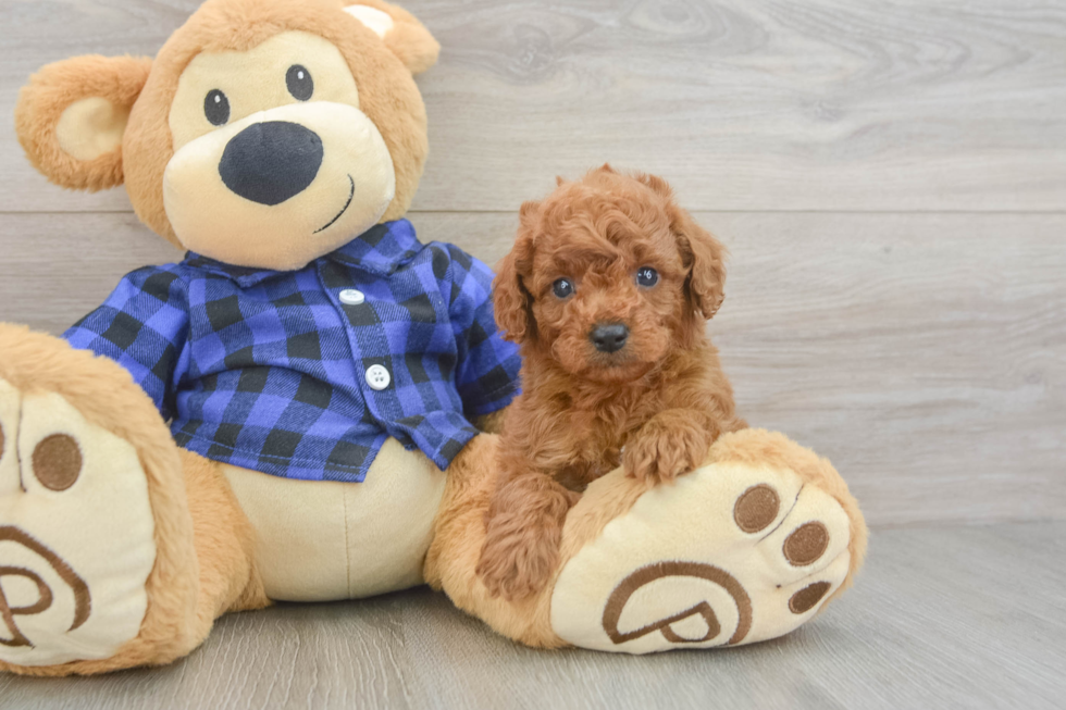 Happy Cavapoo Baby