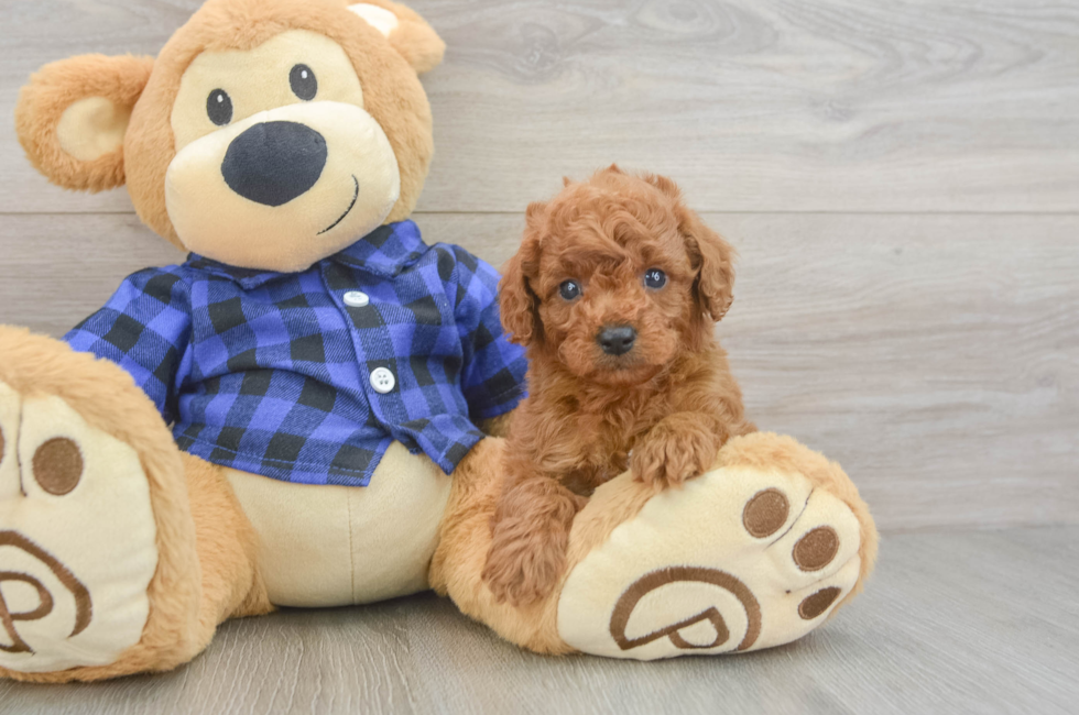 5 week old Cavapoo Puppy For Sale - Simply Southern Pups