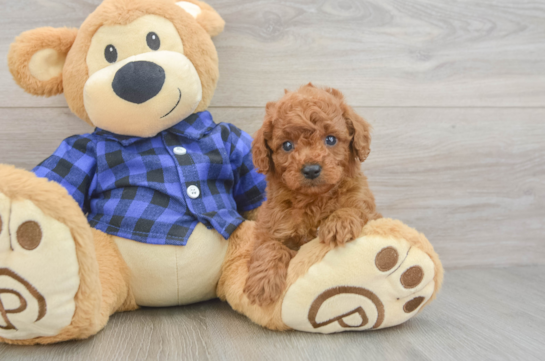 Happy Cavapoo Baby