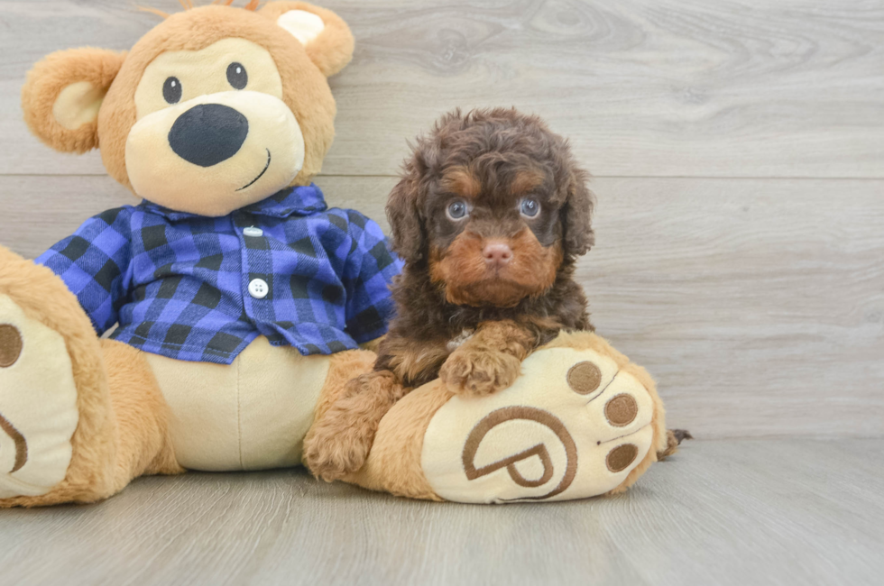 5 week old Cavapoo Puppy For Sale - Simply Southern Pups