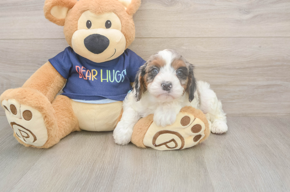 6 week old Cavapoo Puppy For Sale - Simply Southern Pups