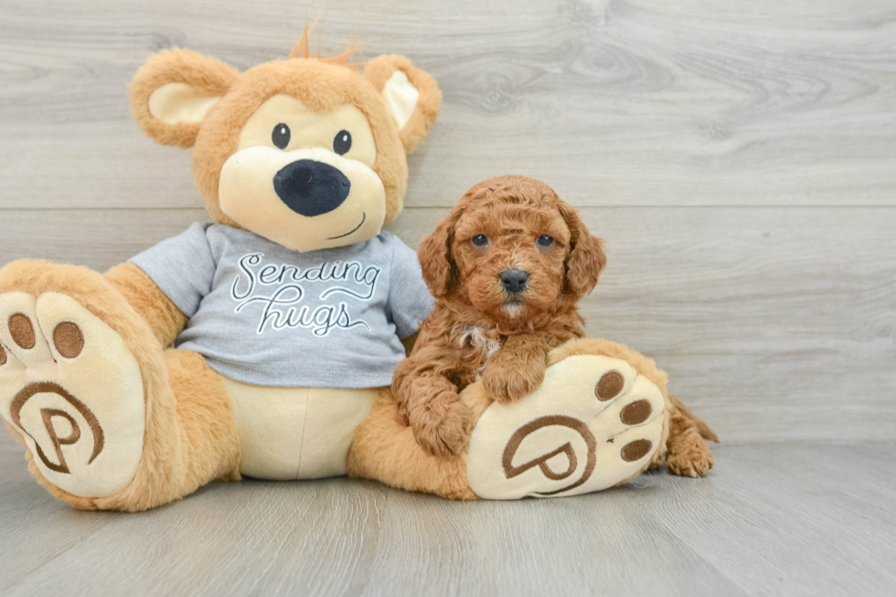 Cavapoo Pup Being Cute