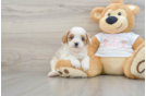 Cute Cavapoo Baby