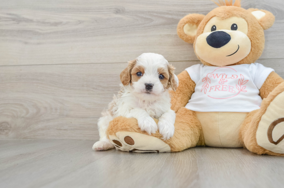 5 week old Cavapoo Puppy For Sale - Simply Southern Pups