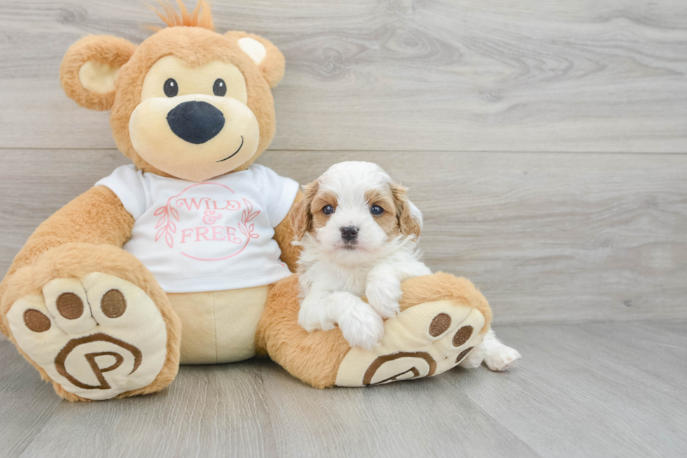 Cavapoo Pup Being Cute