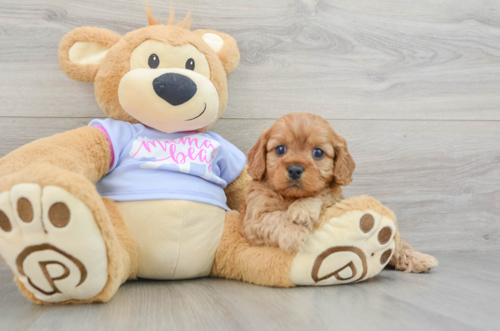 6 week old Cavapoo Puppy For Sale - Simply Southern Pups