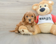 9 week old Cavapoo Puppy For Sale - Simply Southern Pups