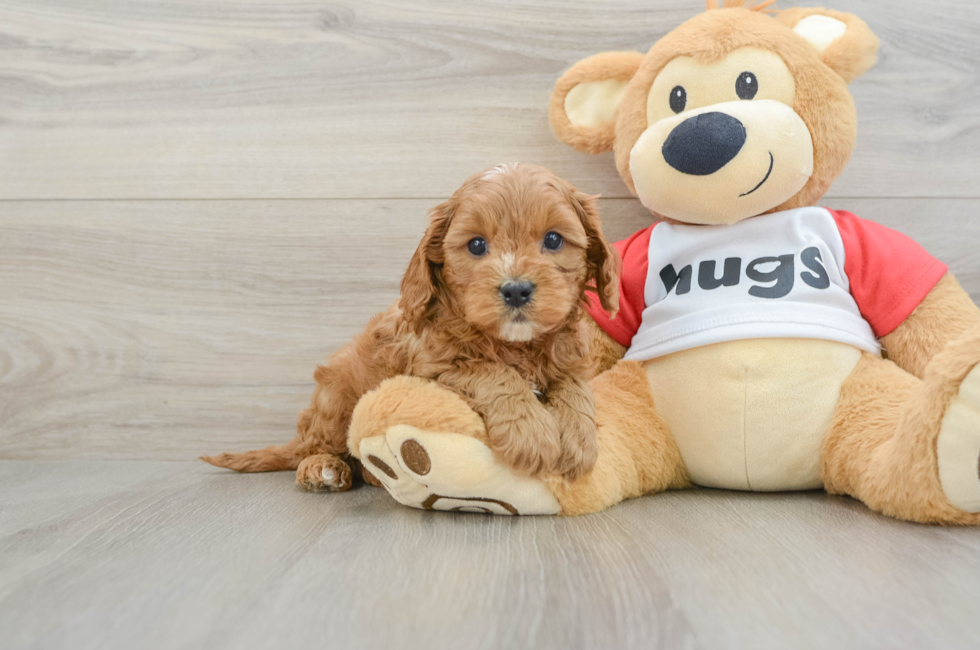 8 week old Cavapoo Puppy For Sale - Simply Southern Pups
