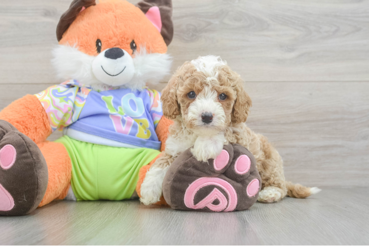 Cavapoo Puppy for Adoption