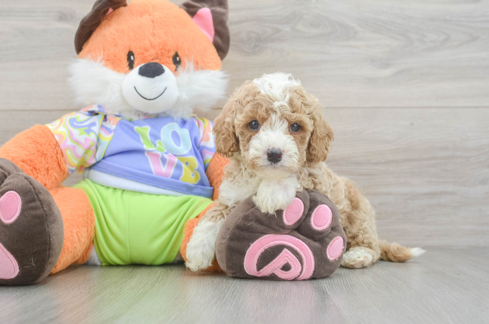6 week old Cavapoo Puppy For Sale - Simply Southern Pups