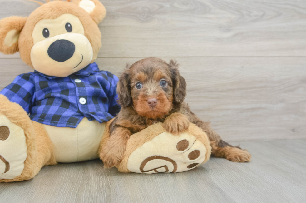 5 week old Cavapoo Puppy For Sale - Simply Southern Pups