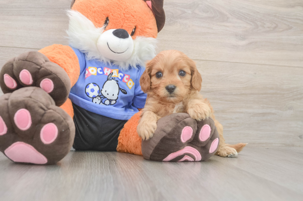 5 week old Cavapoo Puppy For Sale - Simply Southern Pups
