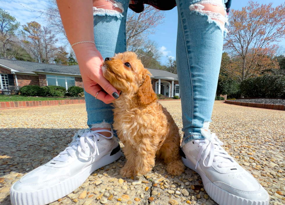 Cute Cavapoo Poodle Mix Pup