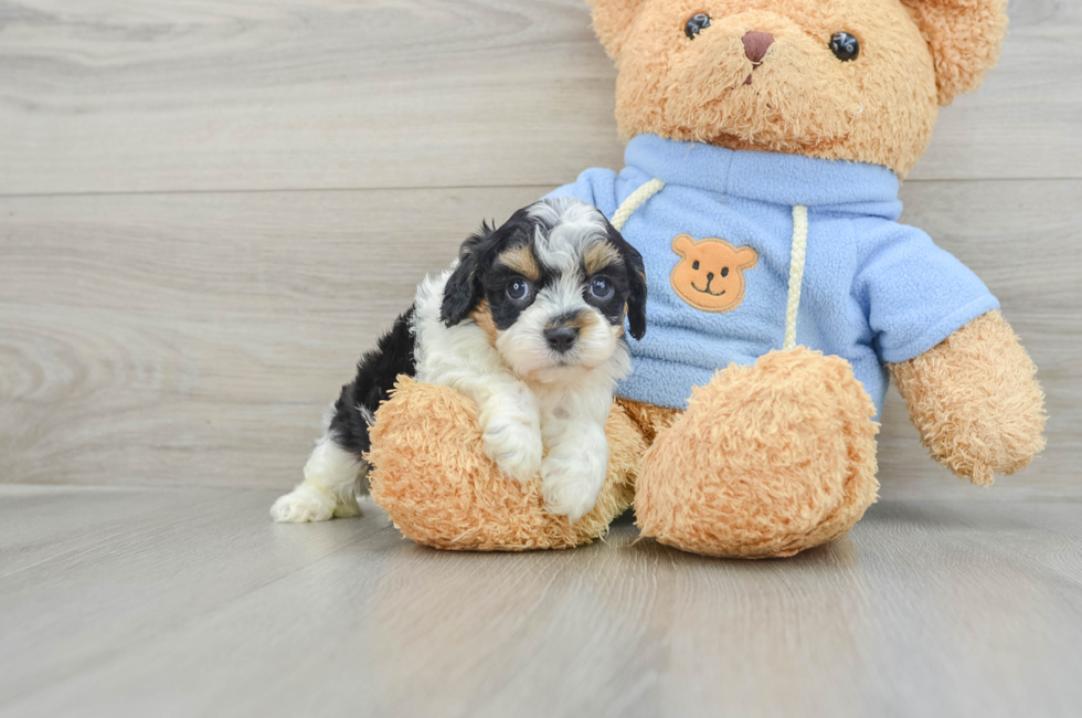 6 week old Cavapoo Puppy For Sale - Simply Southern Pups