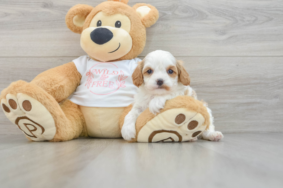 5 week old Cavapoo Puppy For Sale - Simply Southern Pups