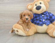 9 week old Cavapoo Puppy For Sale - Simply Southern Pups