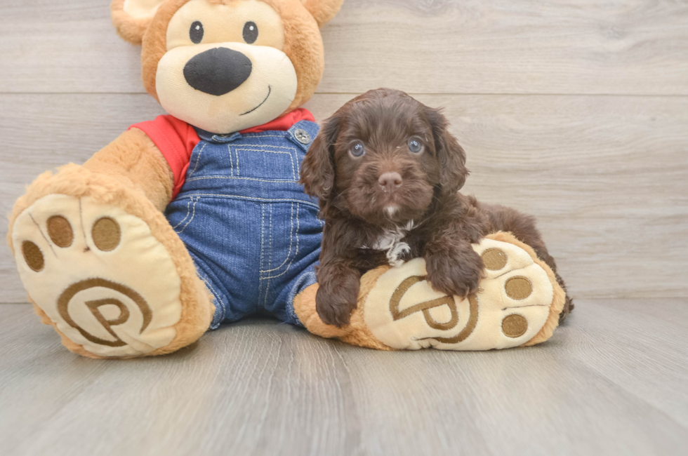 5 week old Cavapoo Puppy For Sale - Simply Southern Pups