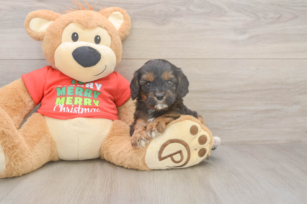 5 week old Cavapoo Puppy For Sale - Simply Southern Pups