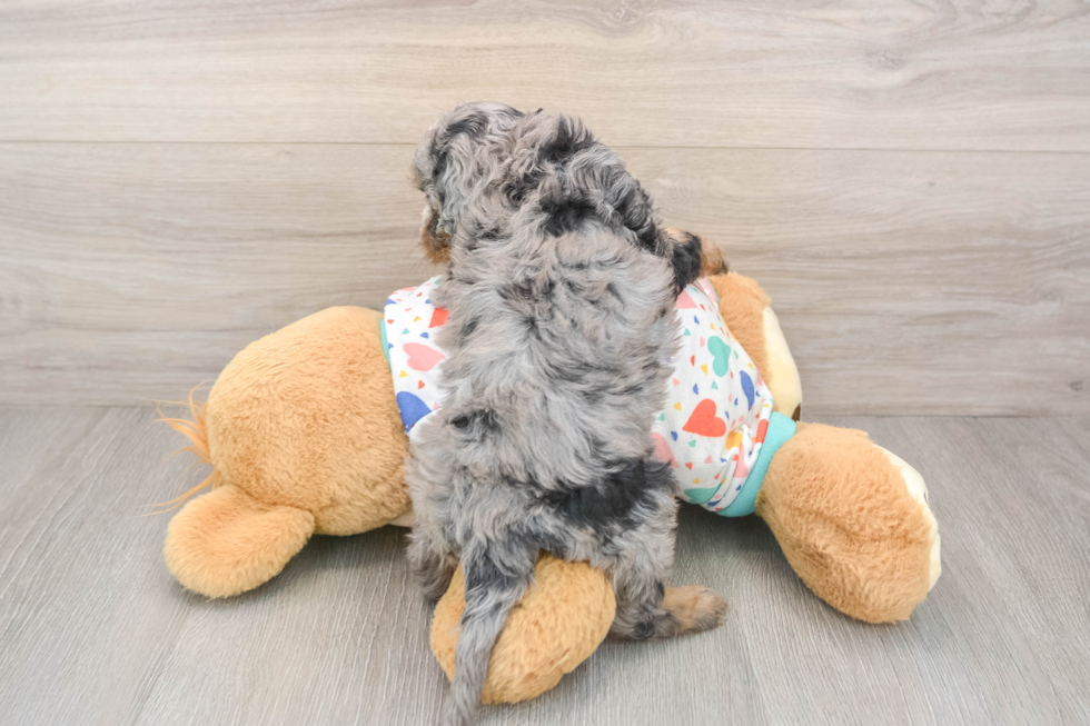 Cavapoo Puppy for Adoption