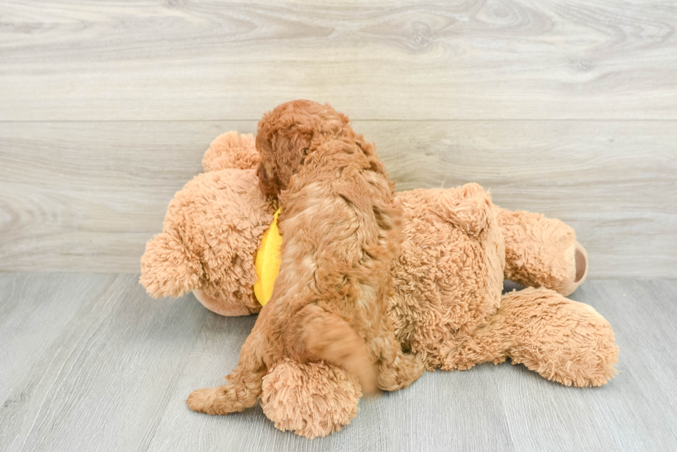 Friendly Cavapoo Baby