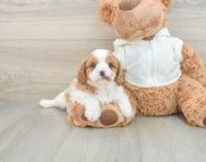 7 week old Cavapoo Puppy For Sale - Simply Southern Pups