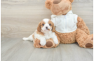 Cute Cavapoo Baby