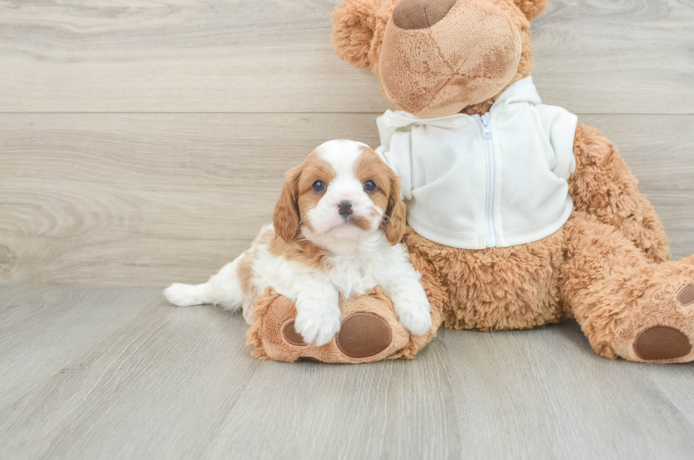 5 week old Cavapoo Puppy For Sale - Simply Southern Pups