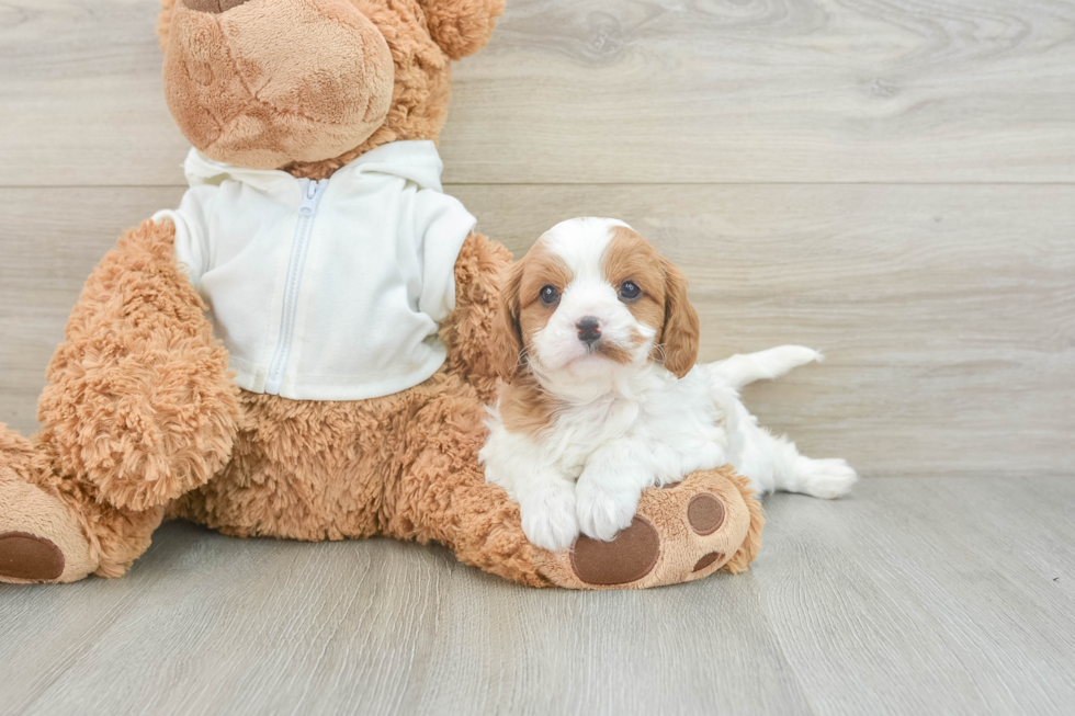 Cavapoo Pup Being Cute