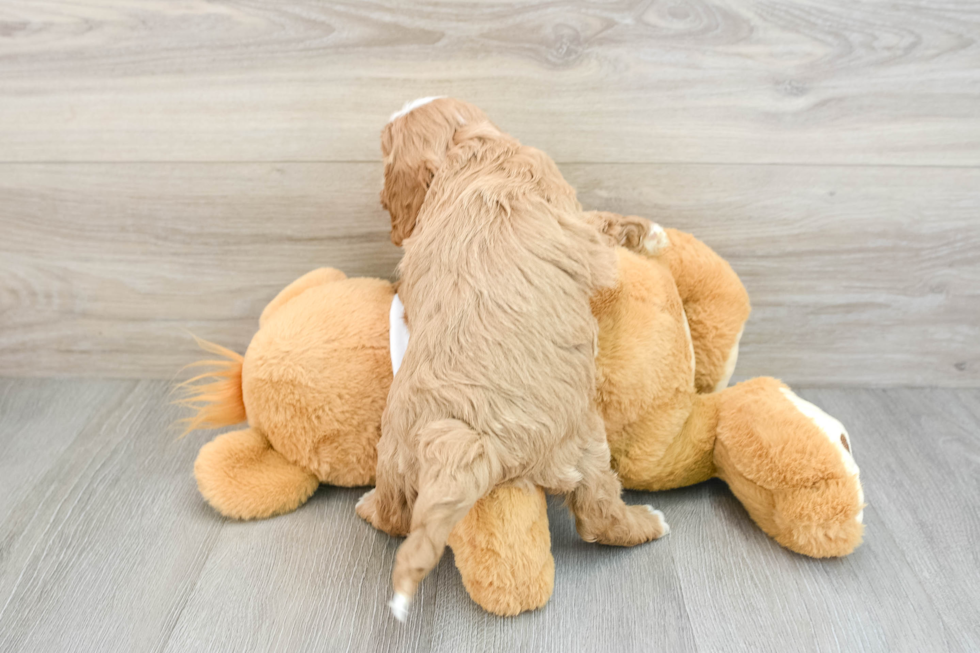 Smart Cavapoo Poodle Mix Pup