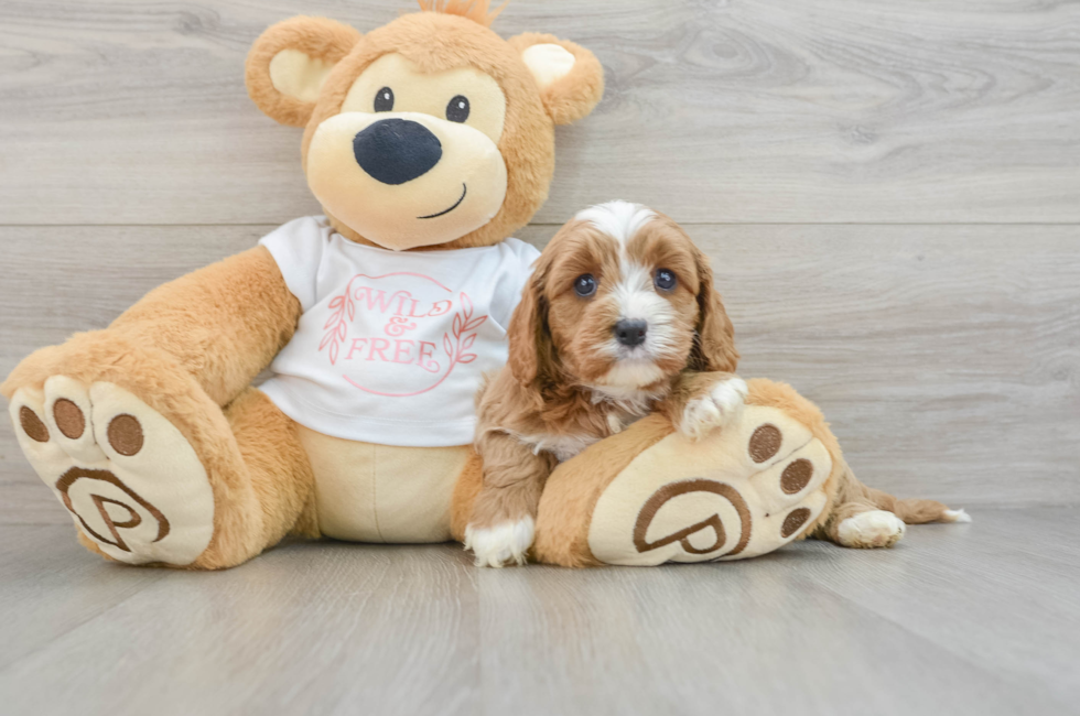 6 week old Cavapoo Puppy For Sale - Simply Southern Pups