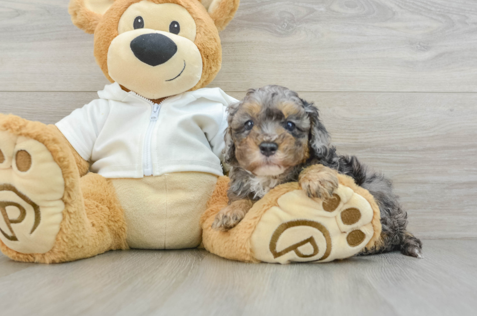 6 week old Cavapoo Puppy For Sale - Simply Southern Pups