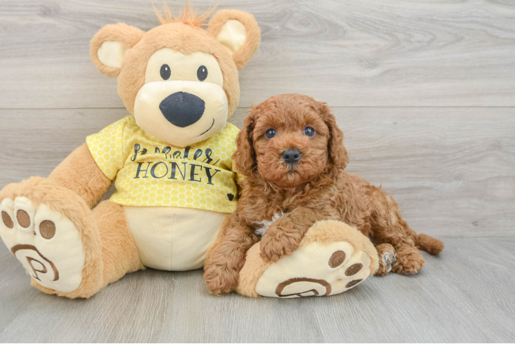 Best Cavapoo Baby